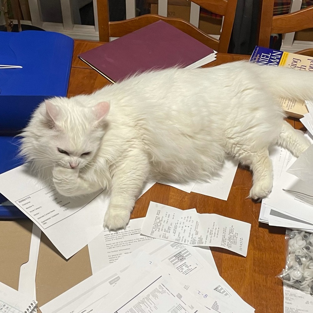Olaf helping with the Tax Returns